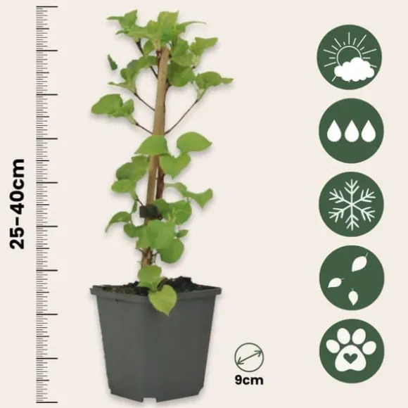 Klatrehortensia - Sæt 3 - Hydrangea anomale petiolaris - Højde 25-40cm - ⌀9cm