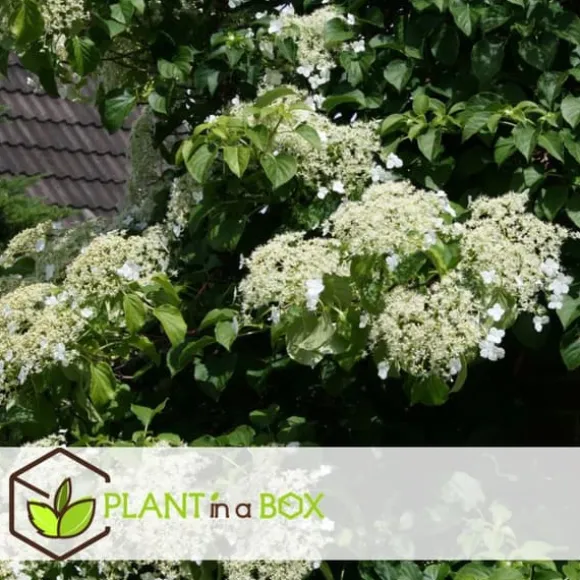 Klatrehortensia - Sæt 3 - Hydrangea anomale petiolaris - Højde 25-40cm - ⌀9cm