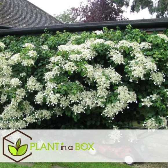 Klatrehortensia - Sæt 3 - Hydrangea anomale petiolaris - Højde 25-40cm - ⌀9cm