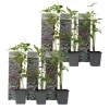 Klatrevildvin - Sæt med 6 - Parthenocissus quinquefolia - Højde 25-40cm - ⌀9cm