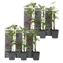 Klatrevildvin - Sæt med 6 - Parthenocissus quinquefolia - Højde 25-40cm - ⌀9cm
