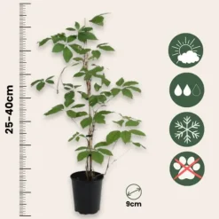 Klatrevildvin - Sæt med 6 - Parthenocissus quinquefolia - Højde 25-40cm - ⌀9cm