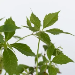 Klatrevildvin - Sæt med 6 - Parthenocissus quinquefolia - Højde 25-40cm - ⌀9cm