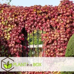 Klatrevildvin - Sæt med 6 - Parthenocissus quinquefolia - Højde 25-40cm - ⌀9cm