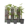 Klatrevildvin - Sæt med 3 - Parthenocissus quinquefolia - Højde 25-40cm - ⌀9cm
