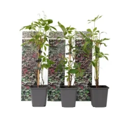 Klatrevildvin - Sæt med 3 - Parthenocissus quinquefolia - Højde 25-40cm - ⌀9cm