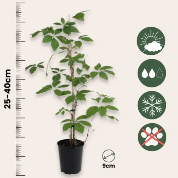 Klatrevildvin - Sæt med 3 - Parthenocissus quinquefolia - Højde 25-40cm - ⌀9cm
