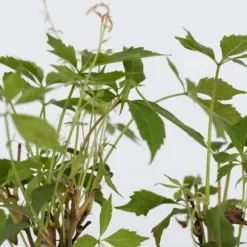 Klatrevildvin - Sæt med 3 - Parthenocissus quinquefolia - Højde 25-40cm - ⌀9cm