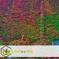 Klatrevildvin - Sæt med 3 - Parthenocissus quinquefolia - Højde 25-40cm - ⌀9cm