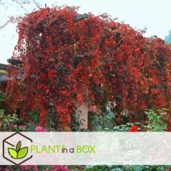 Klatrevildvin - Sæt med 3 - Parthenocissus quinquefolia - Højde 25-40cm - ⌀9cm