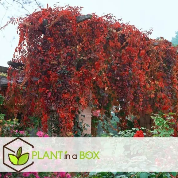 Klatrevildvin - Sæt med 3 - Parthenocissus quinquefolia - Højde 25-40cm - ⌀9cm
