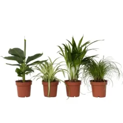 Kæledyrsvenlige stueplanter - Sæt 4 - Pet Friendy Mix - Højde 25-40cm - ⌀12cm