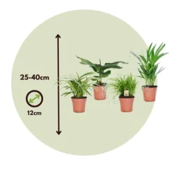 Kæledyrsvenlige stueplanter - Sæt 4 - Pet Friendy Mix - Højde 25-40cm - ⌀12cm
