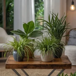 Kæledyrsvenlige stueplanter - Sæt 4 - Pet Friendy Mix - Højde 25-40cm - ⌀12cm