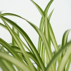 Kæledyrsvenlige stueplanter - Sæt 4 - Pet Friendy Mix - Højde 25-40cm - ⌀12cm