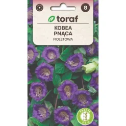 Klokkevin frø lilla - hurtigtvoksende klatreplante med store klokkeformede blomster