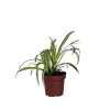 Klorofytum - Chlorophytum comosum 'Atlantic' - Højde 25-40cm - Pot 12cm