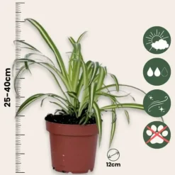 Klorofytum - Chlorophytum comosum 'Atlantic' - Højde 25-40cm - Pot 12cm