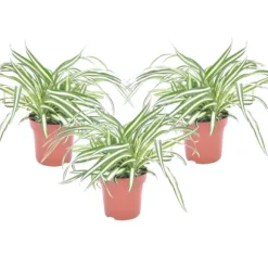 Klorofytum - Sæt med 3 - Chlorophytum comosum 'Atlantic' - Højde 25-40cm - ⌀12cm