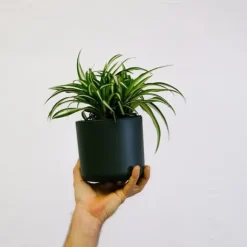 Klorofytum - Sæt med 3 - Chlorophytum comosum 'Atlantic' - Højde 25-40cm - ⌀12cm