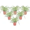 Klorofytum - Sæt med 6 - Chlorophytum comosum 'Atlantic' - Højde 25-40cm - ⌀12cm