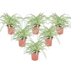 Klorofytum - Sæt med 6 - Chlorophytum comosum 'Atlantic' - Højde 25-40cm - ⌀12cm