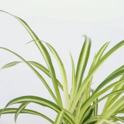 Klorofytum - Sæt med 6 - Chlorophytum comosum 'Atlantic' - Højde 25-40cm - ⌀12cm