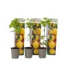 Kompakt sommerhindbær - Sæt 3 - Rubus idaeus 'Fallgold' - Højde 25-40cm - ⌀9cm