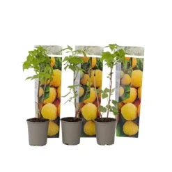 Kompakt sommerhindbær - Sæt 3 - Rubus idaeus 'Fallgold' - Højde 25-40cm - ⌀9cm