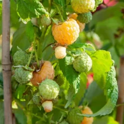 Kompakt sommerhindbær - Sæt 3 - Rubus idaeus 'Fallgold' - Højde 25-40cm - ⌀9cm