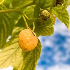 Kompakt sommerhindbær - Sæt 3 - Rubus idaeus 'Fallgold' - Højde 25-40cm - ⌀9cm