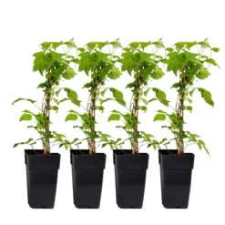 Kompakt sommerhindbær - Sæt med 4 - Rubus idaeus - Højde 50-60cm - ⌀15cm