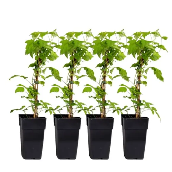 Kompakt sommerhindbær - Sæt med 4 - Rubus idaeus - Højde 50-60cm - ⌀15cm