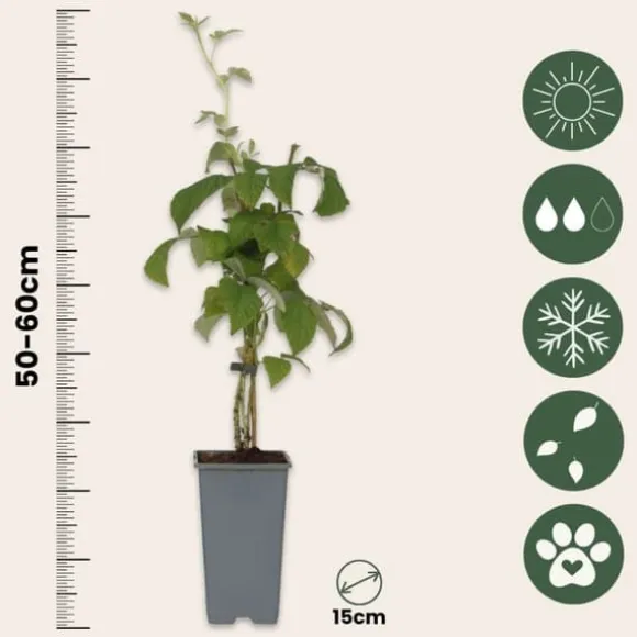 Kompakt sommerhindbær - Sæt med 4 - Rubus idaeus - Højde 50-60cm - ⌀15cm