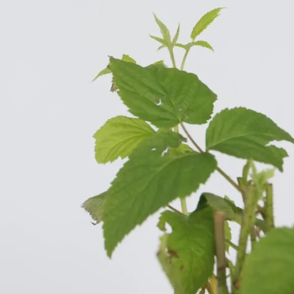 Kompakt sommerhindbær - Sæt med 4 - Rubus idaeus - Højde 50-60cm - ⌀15cm