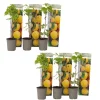 Kompakt sommerhindbær - Sæt 6 - Rubus idaeus 'Fallgold' - Højde 25-40cm - ⌀9cm