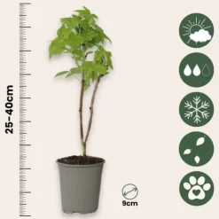Kompakt sommerhindbær - Sæt 6 - Rubus idaeus 'Fallgold' - Højde 25-40cm - ⌀9cm