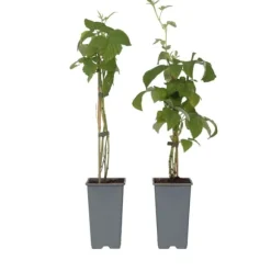 Kompakt sommerhindbær - Sæt med 2 - Rubus idaeus - Højde 50-60cm - ⌀15cm