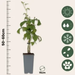 Kompakt sommerhindbær - Sæt med 2 - Rubus idaeus - Højde 50-60cm - ⌀15cm