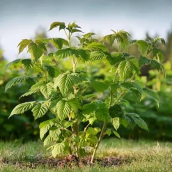 Kompakt sommerhindbær - Sæt med 2 - Rubus idaeus - Højde 50-60cm - ⌀15cm