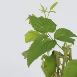 Kompakt sommerhindbær - Sæt med 2 - Rubus idaeus - Højde 50-60cm - ⌀15cm