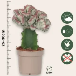 Koralkaktus - Sæt med 2 - Euphorbia 'Lactea' - Højde 25-30cm - ⌀12cm