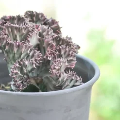 Koralkaktus - Sæt med 2 - Euphorbia 'Lactea' - Højde 25-30cm - ⌀12cm