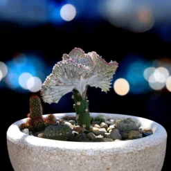 Koralkaktus - Sæt med 2 - Euphorbia 'Lactea' - Højde 25-30cm - ⌀12cm