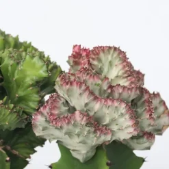 Koralkaktus - Sæt med 2 - Euphorbia 'Lactea' - Højde 25-30cm - ⌀12cm