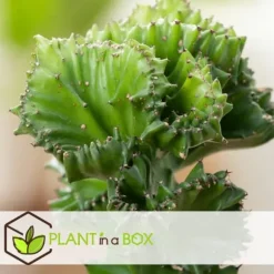 Koralkaktus - Sæt med 2 - Euphorbia 'Lactea' - Højde 25-30cm - ⌀12cm