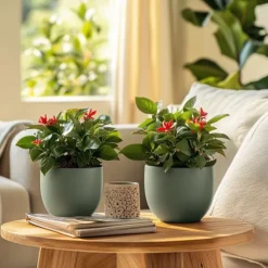 Kristi tornekrone - Euphorbia 'Milii' - Højde 25-35cm - ⌀13cm