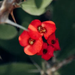 Kristi tornekrone - Euphorbia 'Milii' - Højde 25-35cm - ⌀13cm