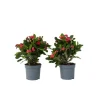 Kristi tornekrone - Sæt med 2 - Euphorbia 'Milii' - Højde 25-35cm - ⌀13cm