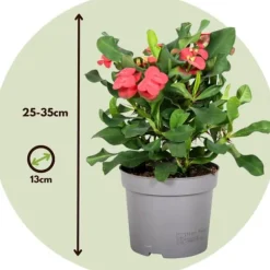 Kristi tornekrone - Sæt med 2 - Euphorbia 'Milii' - Højde 25-35cm - ⌀13cm